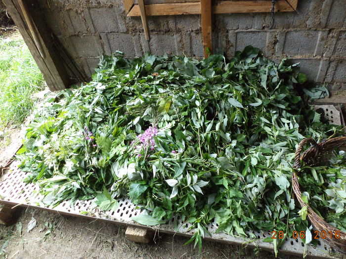 Bunatatile la Alpine-u76 - PLANTE SI FRUNZE DE ARBORI IN HRANA CAPRELOR