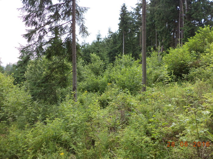 Cate frunze la capre - PLANTE SI FRUNZE DE ARBORI IN HRANA CAPRELOR