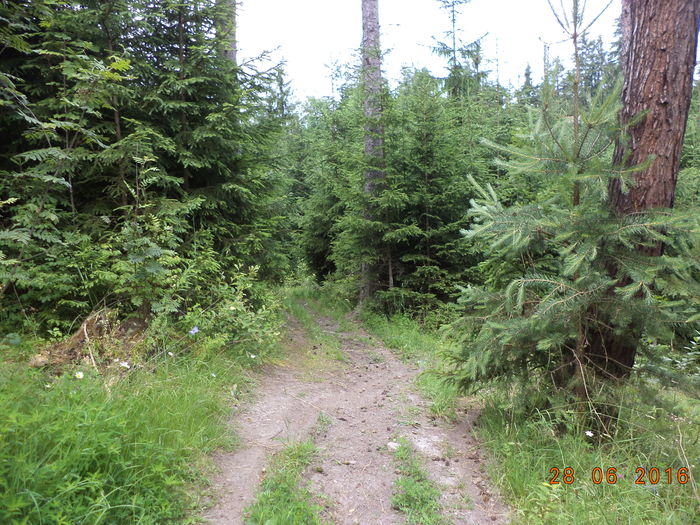Cobor la frunzis-87 - PLANTE SI FRUNZE DE ARBORI IN HRANA CAPRELOR