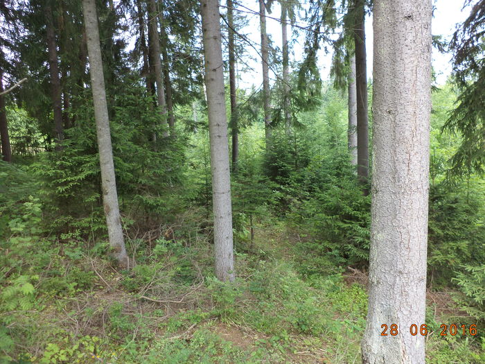 Molizi sanatosi-54 - PLANTE SI FRUNZE DE ARBORI IN HRANA CAPRELOR