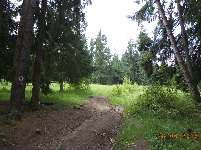 Padure verde-88 - PLANTE SI FRUNZE DE ARBORI IN HRANA CAPRELOR