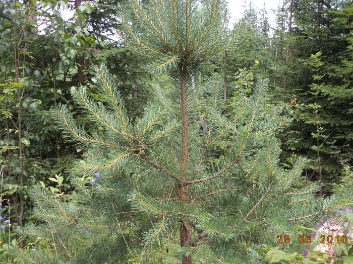 Pin cu muguri fragezi - PLANTE SI FRUNZE DE ARBORI IN HRANA CAPRELOR