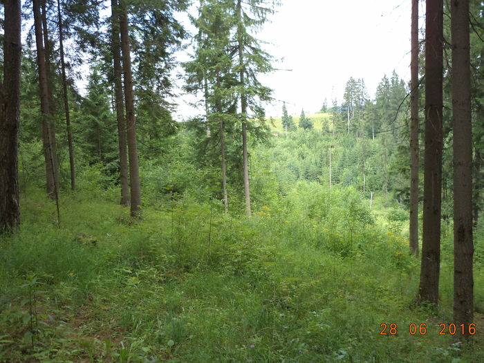 Padurea de langa Statiunea Bradul - PLANTE SI FRUNZE DE ARBORI IN HRANA CAPRELOR