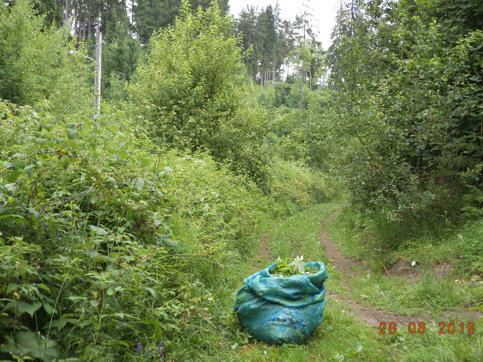 Sacul meu  la Alpine - PLANTE SI FRUNZE DE ARBORI IN HRANA CAPRELOR