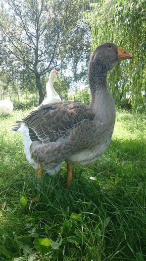 DSC_1618 - Toulouse ganse 2015-16