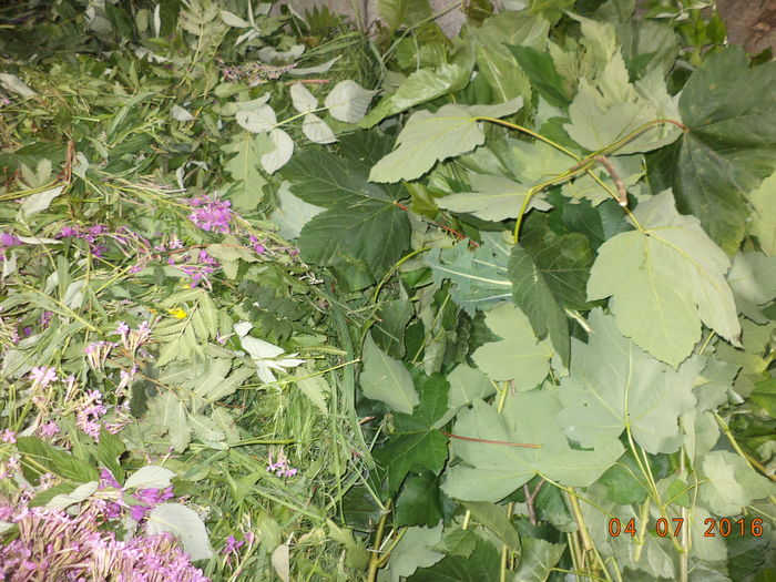 Frunze de tot felul - PLANTE SI FRUNZE DE ARBORI IN HRANA CAPRELOR