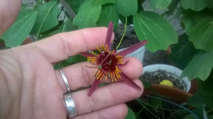 WP_20160703_14_23_10_Pro