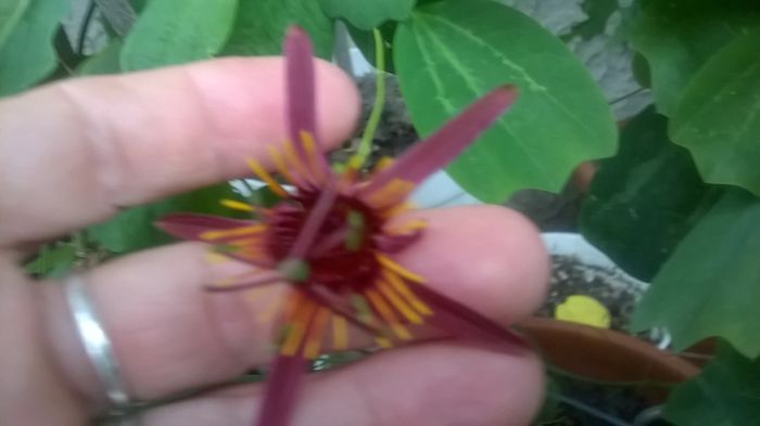 WP_20160703_14_23_14_Pro