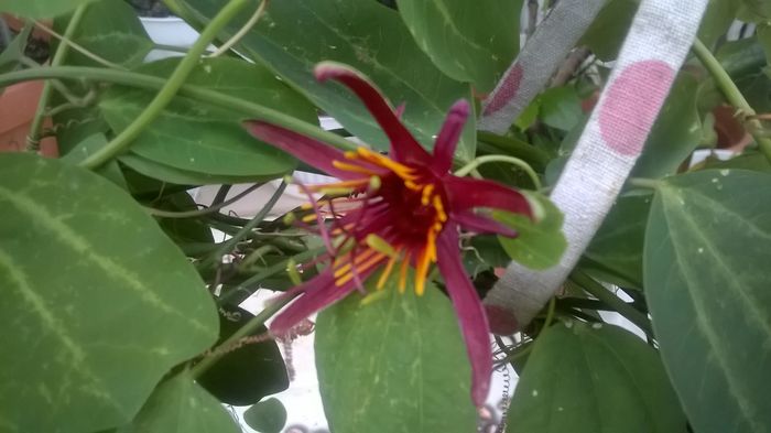 WP_20160705_07_13_20_Pro