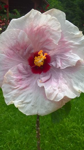 WP_20160705_13_20_02_Pro - Hibiscus Rebellious Lady