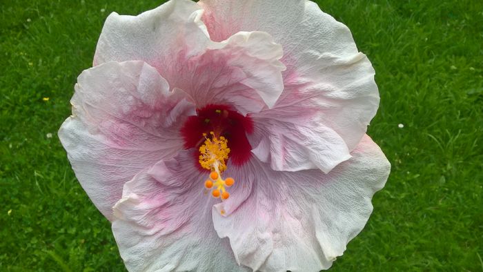 WP_20160705_13_20_10_Pro - Hibiscus Rebellious Lady