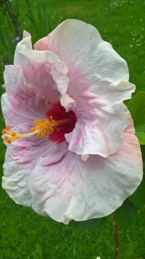 WP_20160705_13_20_20_Pro - Hibiscus Rebellious Lady