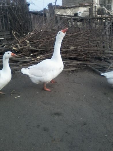 12736300_1023050844419246_578734423_n