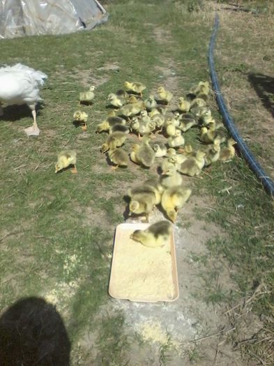 12921024_1057925127598484_1888910861_n