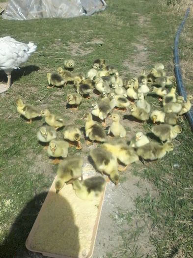 12957319_1057925370931793_432461301_n