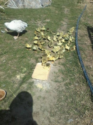 12969405_1057925257598471_1441159533_n