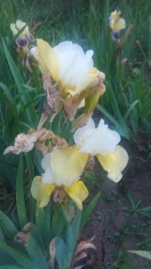 20160519_205228; iris
