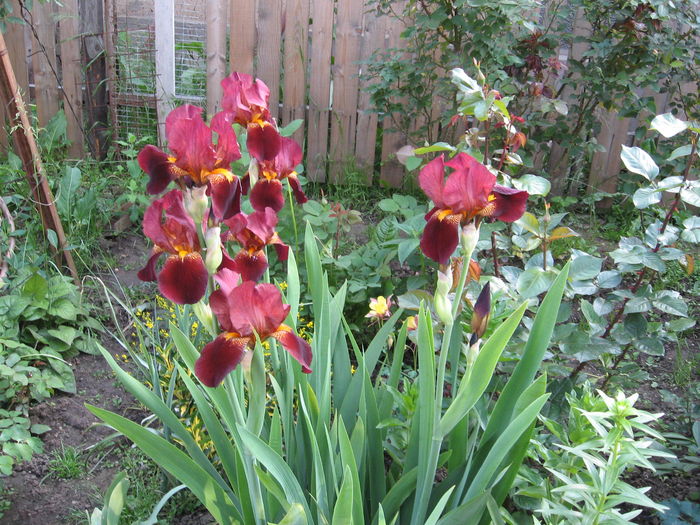 irisi grena - flori de vanzare