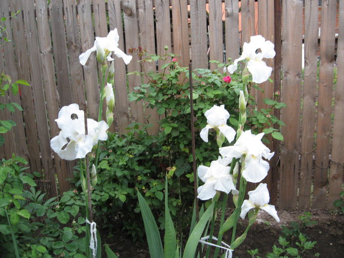iris alb - flori de vanzare