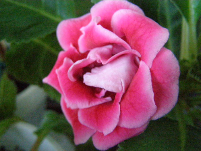 Silvana Pink - Gloxinii - infloriri