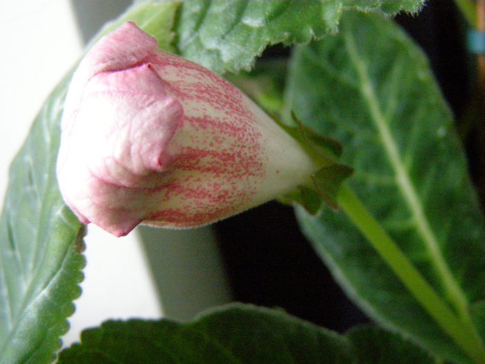 P7040076 - Gloxinii - infloriri