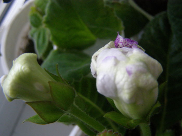 P7040077 - Gloxinii - infloriri