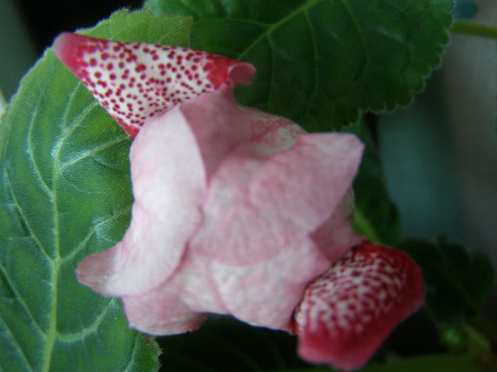 P7050090 - Gloxinii - infloriri