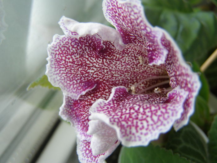 Wizardy - Gloxinii - infloriri