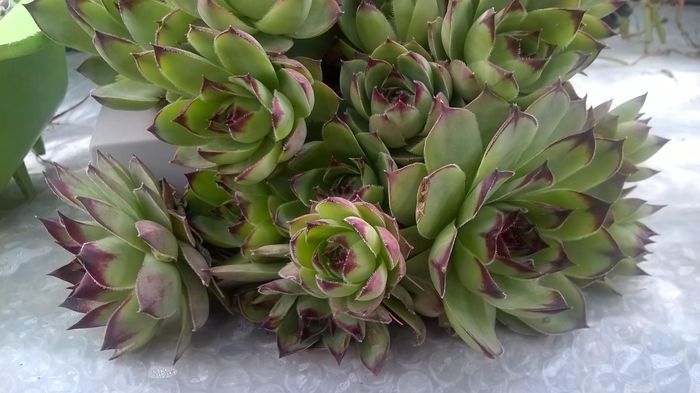 WP_20160505_15_08_06_Pro - Sempervivum