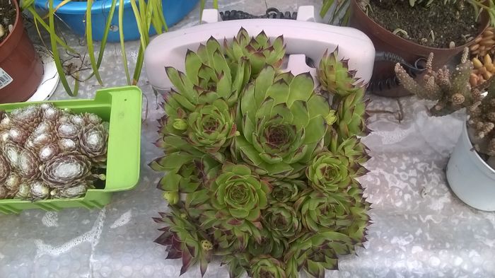 WP_20160520_10_12_09_Pro - Sempervivum