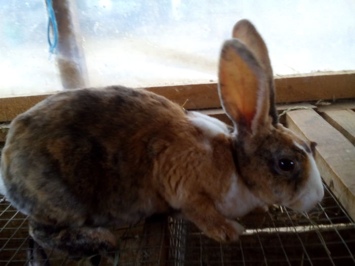 103651361 - puii si adulti de vanzare  Matci 2016