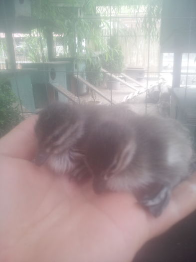 primele ore de viata