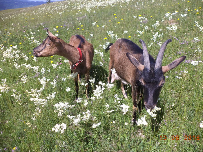 Alpinele la flori