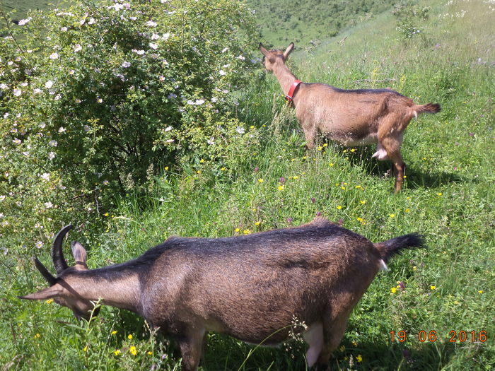 Alpinele la macese