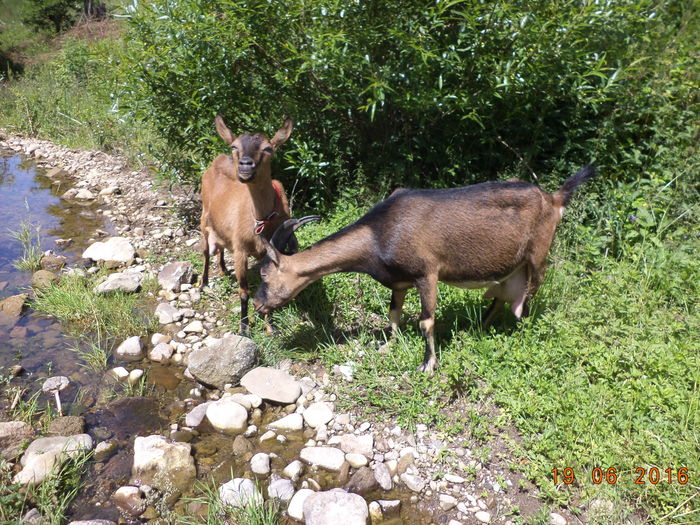 Caldura mare