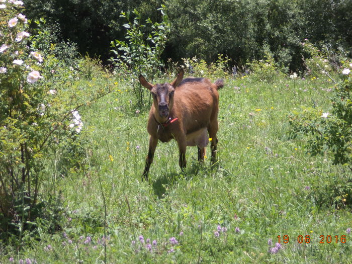 Caprioara incalzita