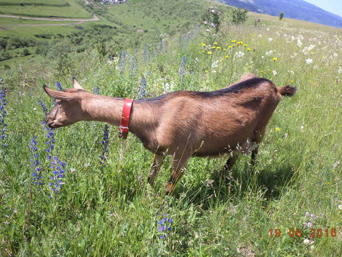 Caprioara la flori de isop