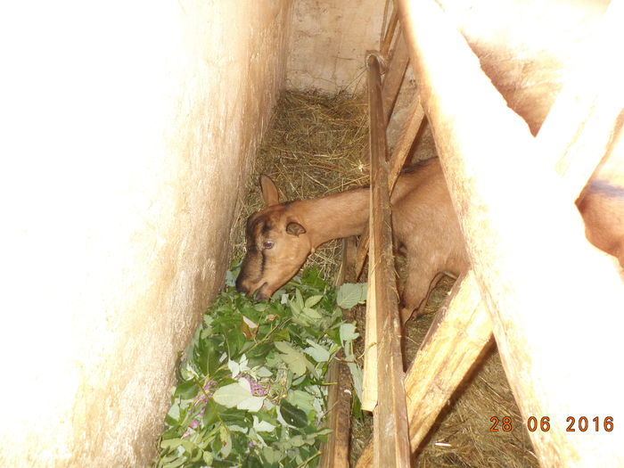 Caprioara la frunze-62