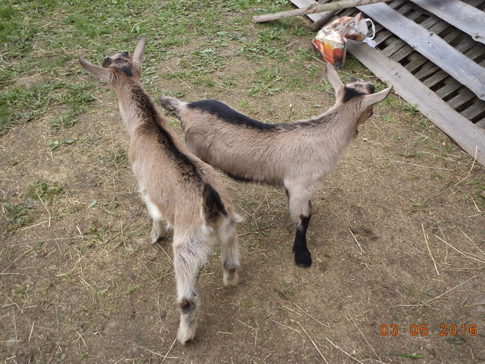 Cezar are multi urmasi