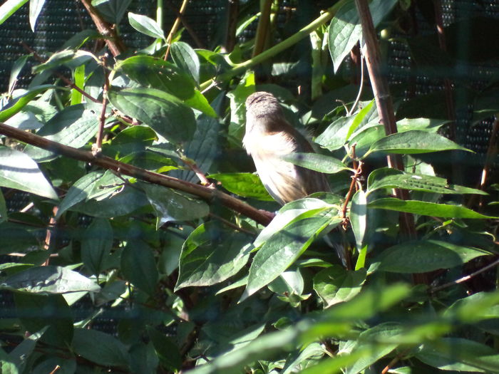 hibrid - Canari - Pasari autohtone de cantec si decor