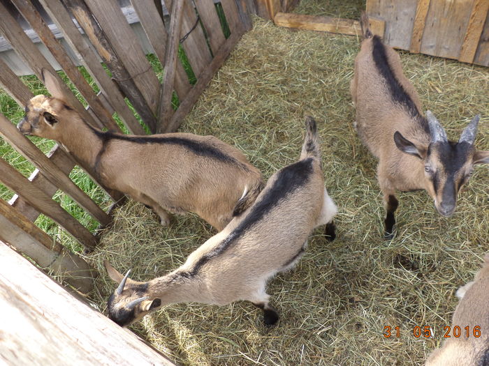 Iezii de la Cezar-32