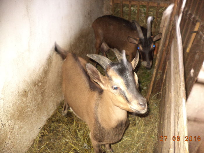 Negruta cu iedutul ei marisor