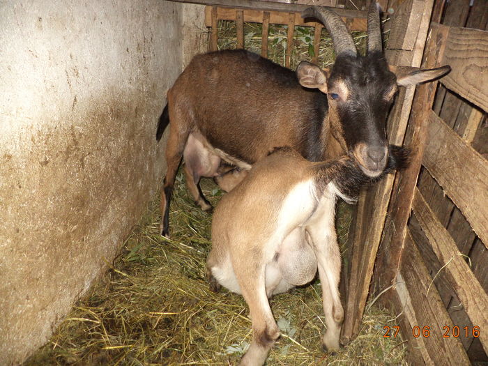 Negruta cu iedutul mare