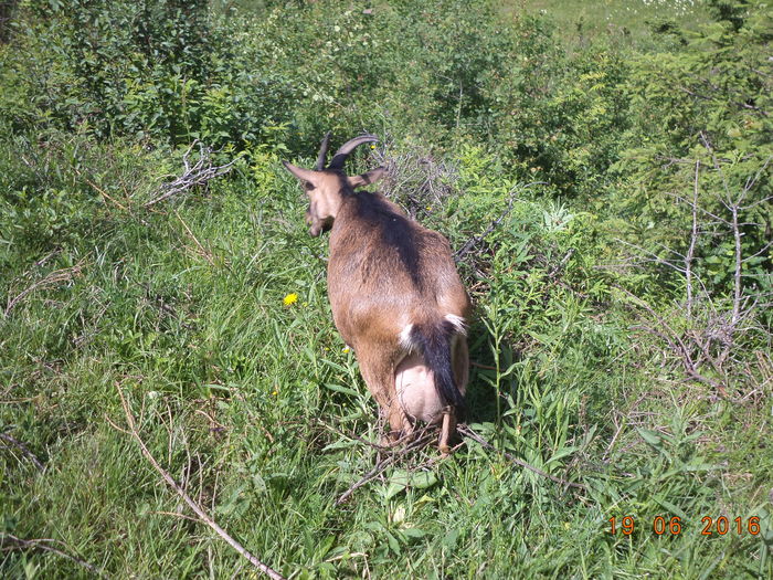 Negruta la frunzaris