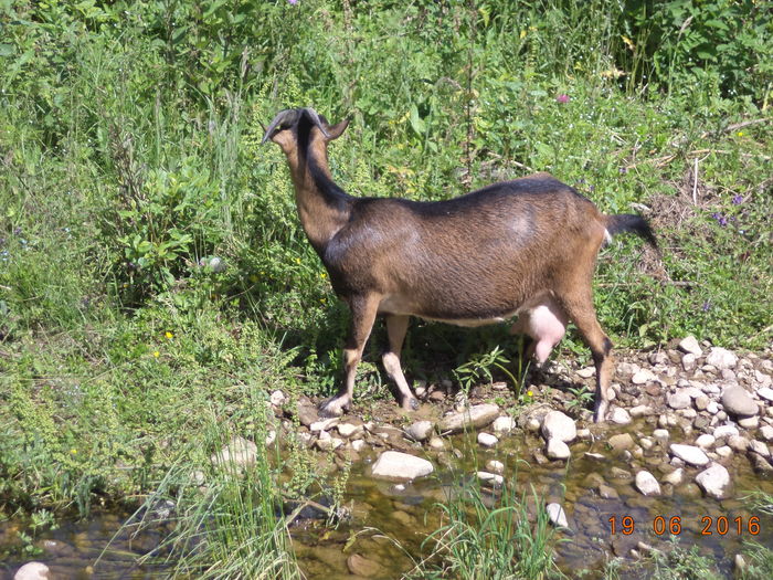 Negruta la frunze-h2s