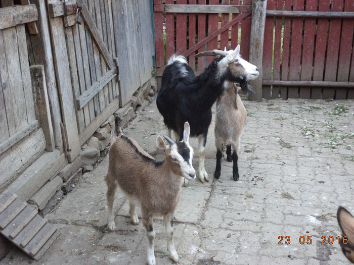 Steluta cu metisii-h76