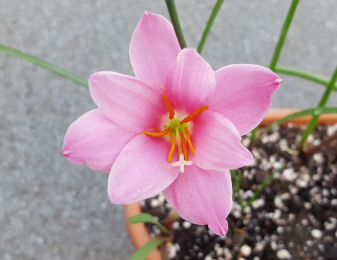 Zephyranthes