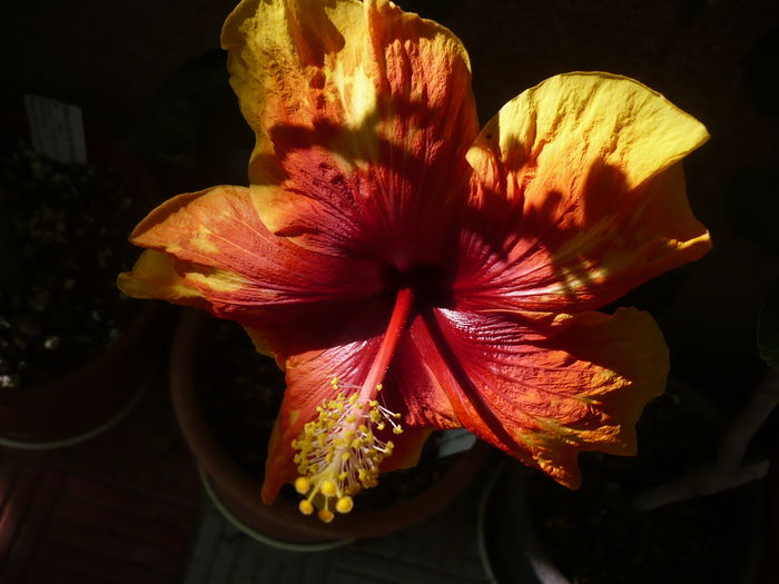 05.07.2016 - HIBISCUSI 2016-3