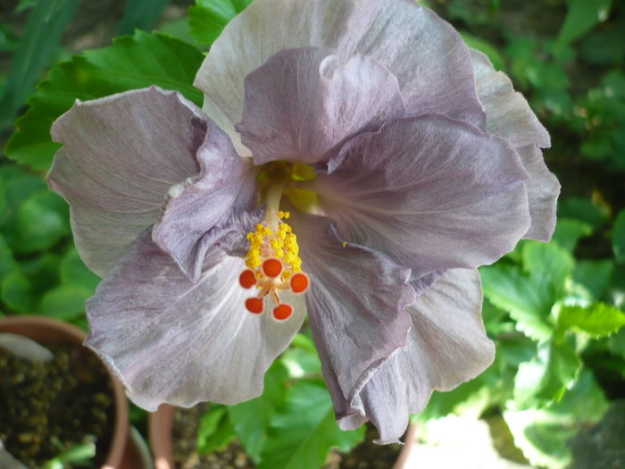 P1270920 - HIBISCUSI 2016-3