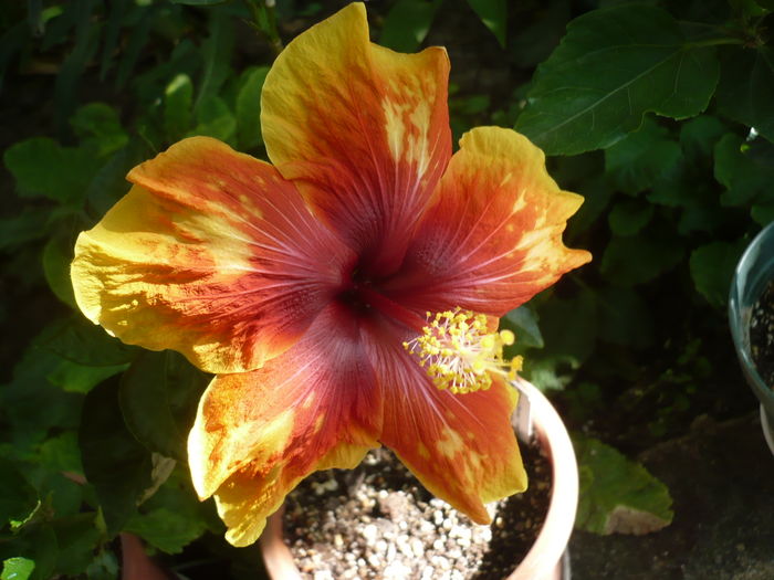 P1270922 - HIBISCUSI 2016-3